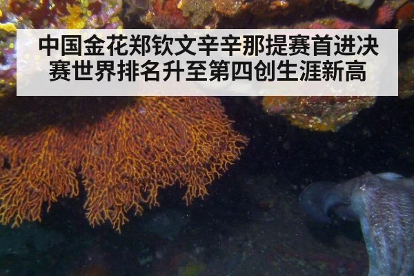 中国金花郑钦文辛辛那提赛首进决赛世界排名升至第四创生涯新高